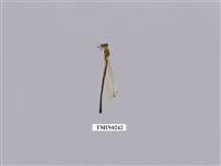 藏品(蜻蛉)的圖片